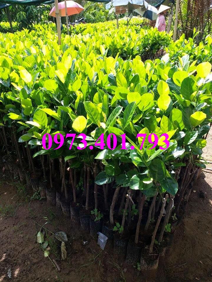 Cây giống mít không hạt